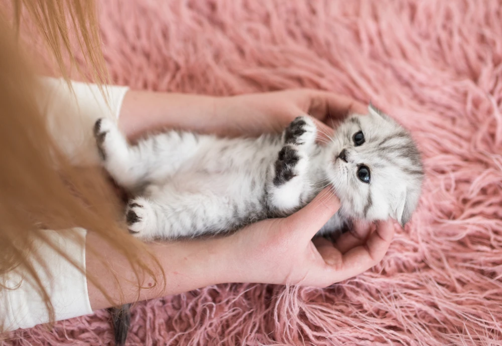 robot camera for pets